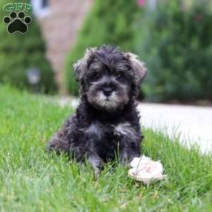 Callie, Miniature Schnauzer Puppy